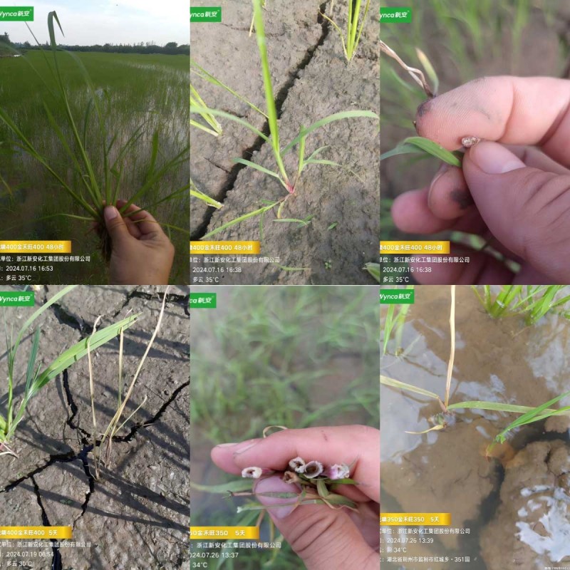 1749016072533551dHVR.jpg WPS拼圖2.jpg