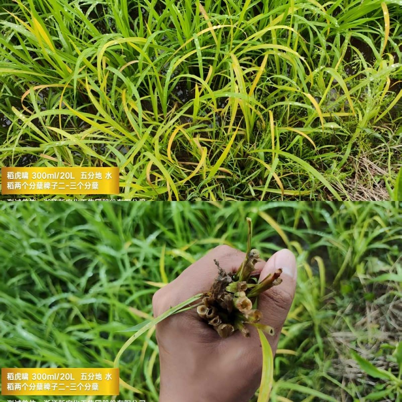 1749016094549595ku8l.jpg WPS拼圖3.jpg